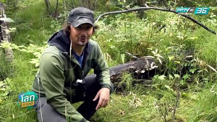 โลกสารคดี - สุดยอดสัตว์กินซากแห่งเยลโลว์สโตน (3/4)