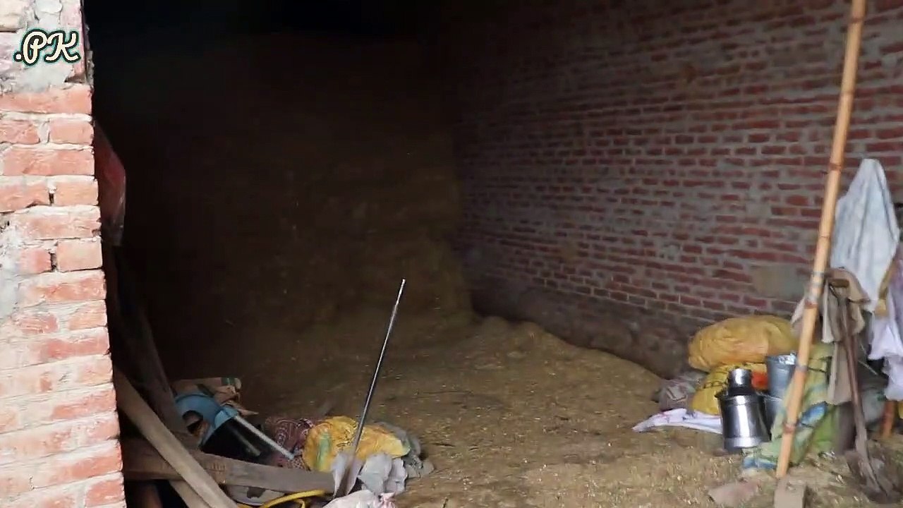 Buffaloes Farming in Urdu/ Hindi | Dairy Farming Business | Buffaloes Farming Tips | Buffalo Farm