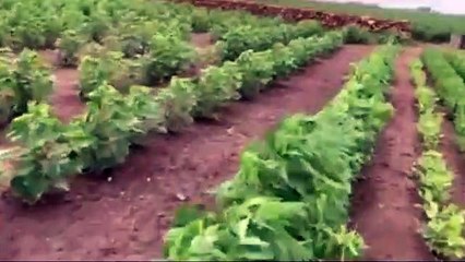 India farm with Peanut