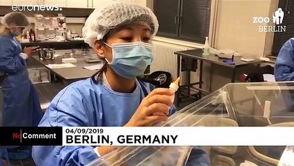 Almanya'da doğan ilk pandalar ülkede ilgi odağı oldu