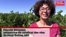 VIDEO. Poitiers : vendanges prometteuses pour le Haut-Poitou AOC