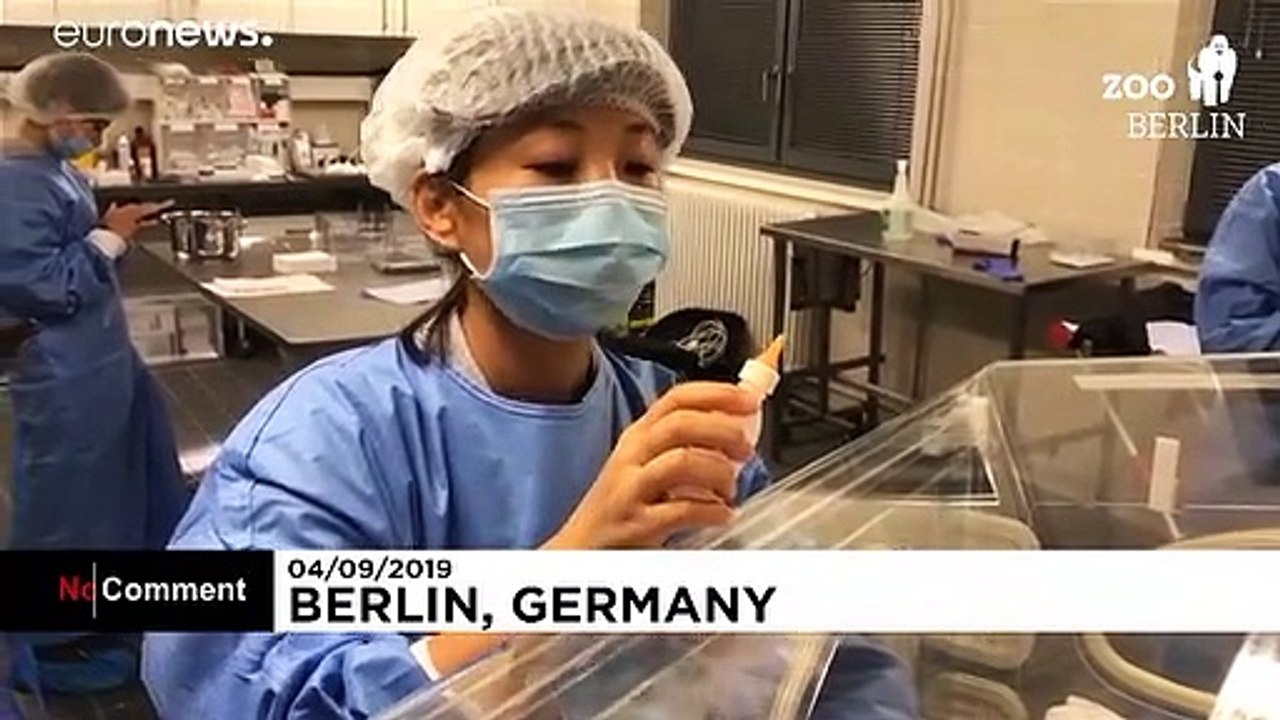 Panda-Zwillinge im Berliner Zoo