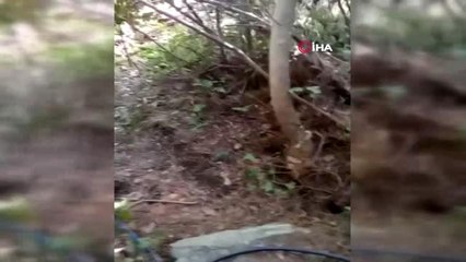 Samandağ'da 200 kök Hint keneviri ele geçirildi