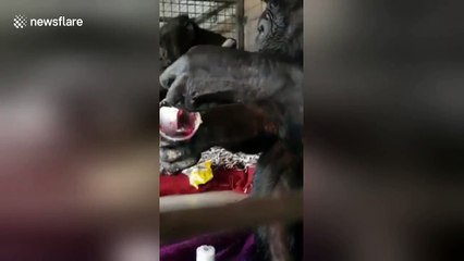 Elegant chimpanzee eats a trifle with a spoon