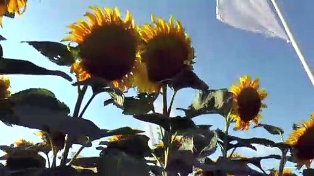 9. Tarım ve Teknoloji Günleri Fuarı açıldı - TEKİRDAĞ