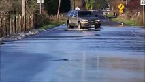 Ces saumons traversent une route inondée en nageant sur le goudron !