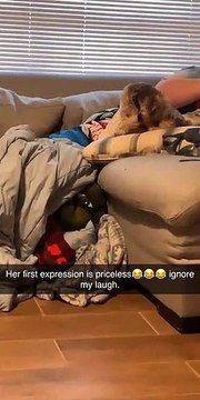 Le regard du chien quand il comprend ce qui se passe derrière lui... Trop drôle