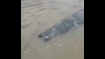 Des pécheurs chinois font une découverte mystérieuse : un animal moitié crocodile, moitié dauphin