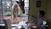 Dans ce restaurant vous partagez votre déjeuner avec des Girafes