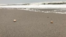 What Hurricane Dorian Means for Georgia’s Record-Breaking Number of Sea Turtle Nests