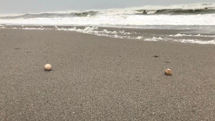 What Hurricane Dorian Means for Georgia’s Record-Breaking Number of Sea Turtle Nests