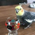 Bird Wins Bout with Glass