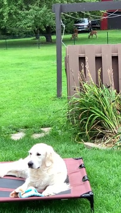 Sister Dogs Scare Deer