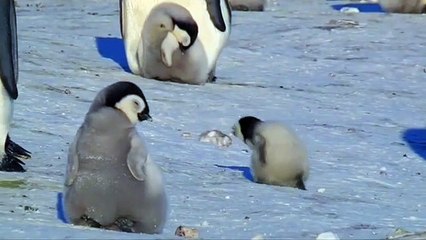 Voici la preuve que l'exploration est l'essence même de la vie d'un pingouin. Observez !