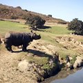 Ce rhinocéros possédant une corne est majestueux. Admirez !