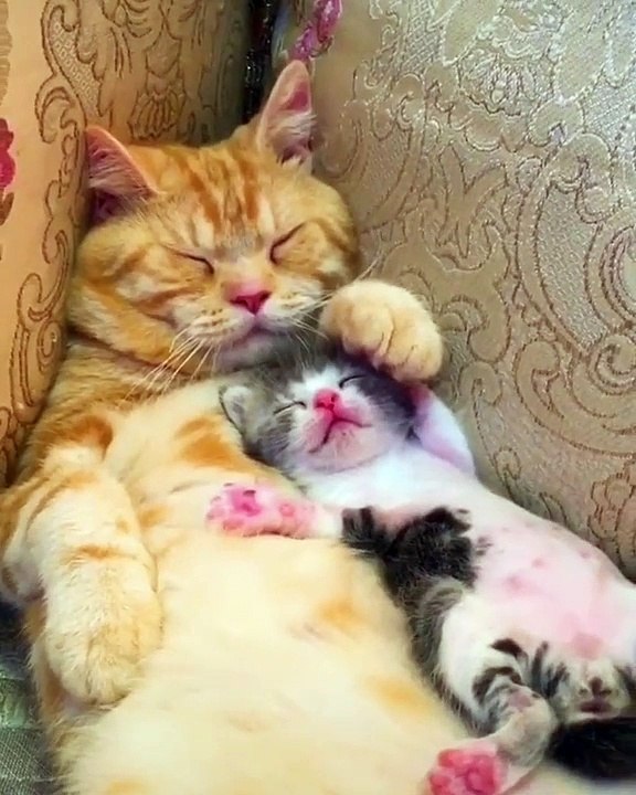 Quand maman et bébé chat dorment ensemble, voici ce que ça donne. Adorable !