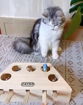 Regardez comment le jeu de ces chats va mal finir. Hilarant !