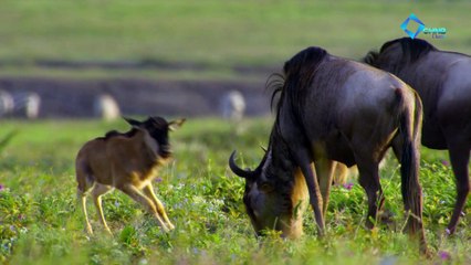 مطاردة مثيرة في براري أفريقيا