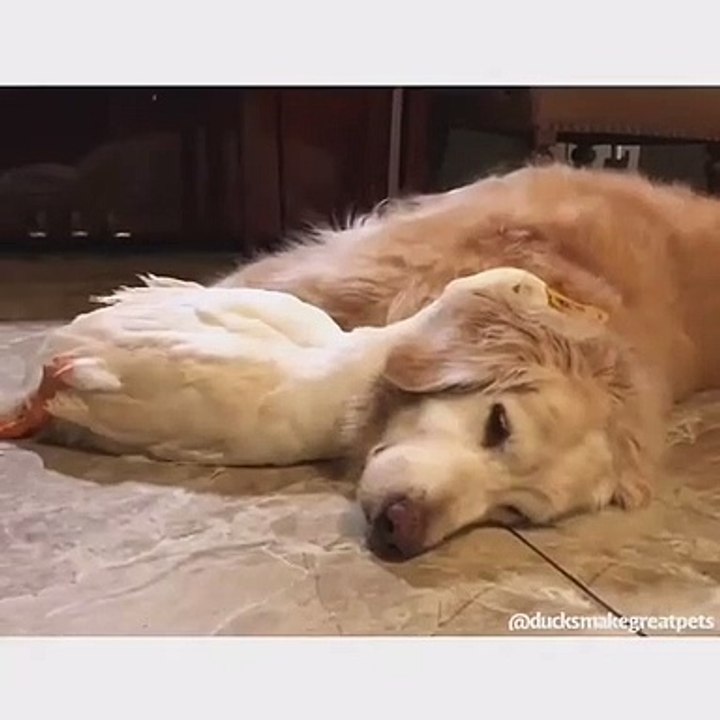 Ce canard et cette chienne ont une belle complicité. A voir !