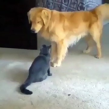 Ce chat est un vrai guerrier. Regardez comment il s'attaque à un gros chien !