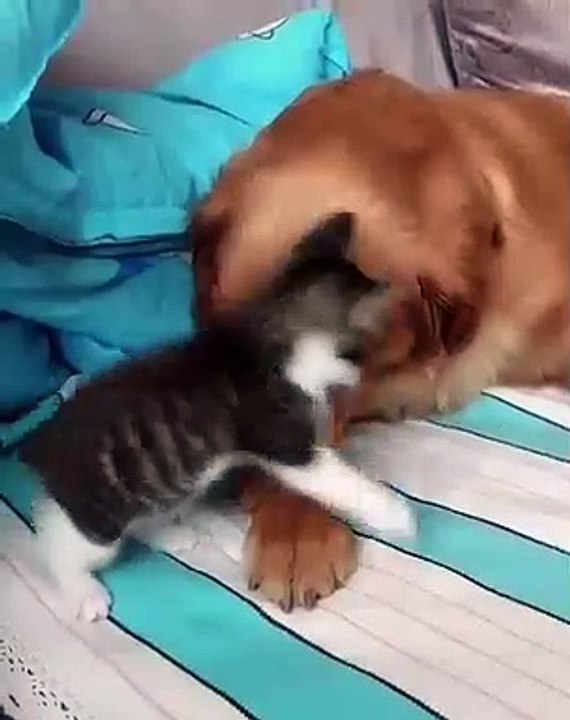 La plus belle amitié jamais vue ! Regardez cette chatte et ce chien !