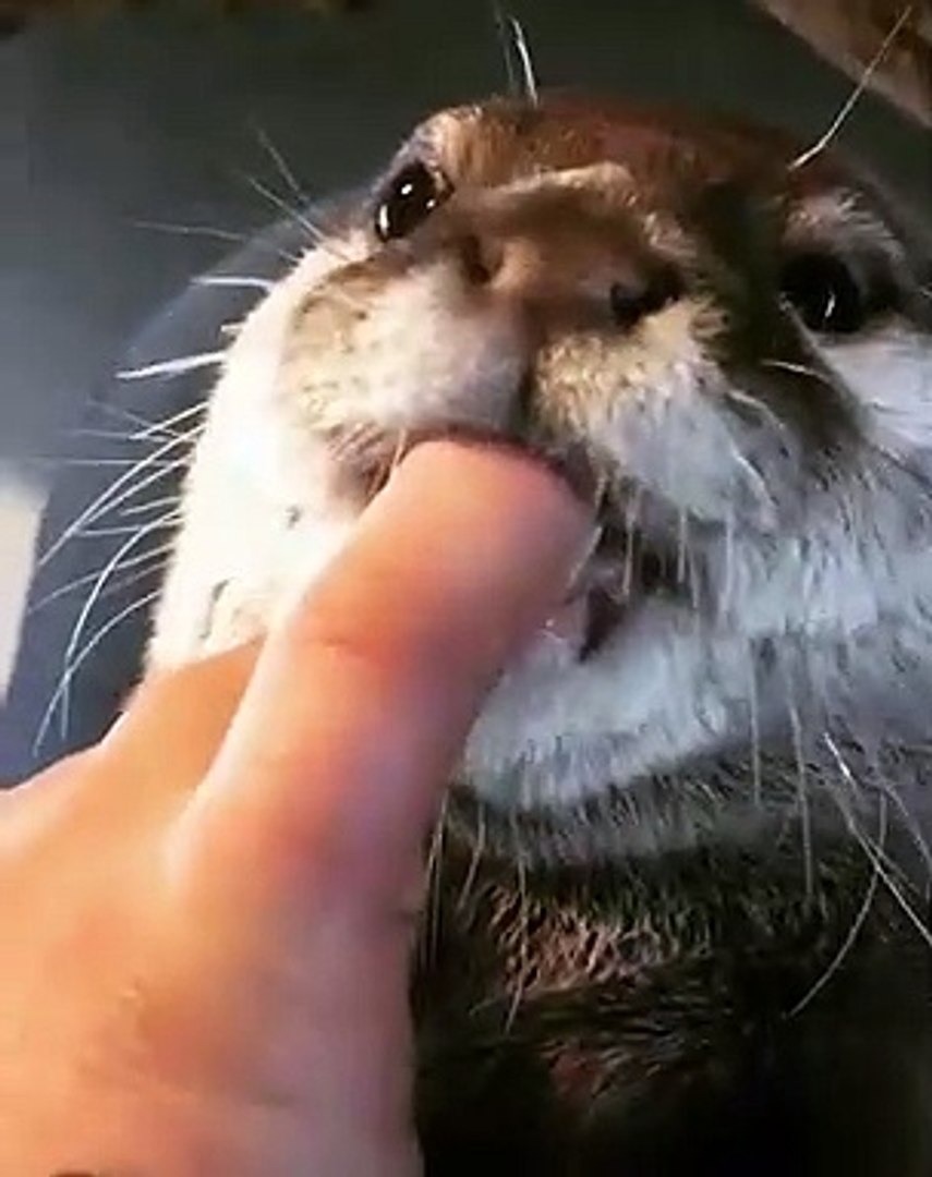 La Petite Langue De Ce Bebe Phoque Va Vous Faire Fondre Trop Chou Video Dailymotion