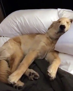 Cette chienne donnerait tout pour ne jamais se lever mais on la dérange. Regardez ce qu'elle fait !