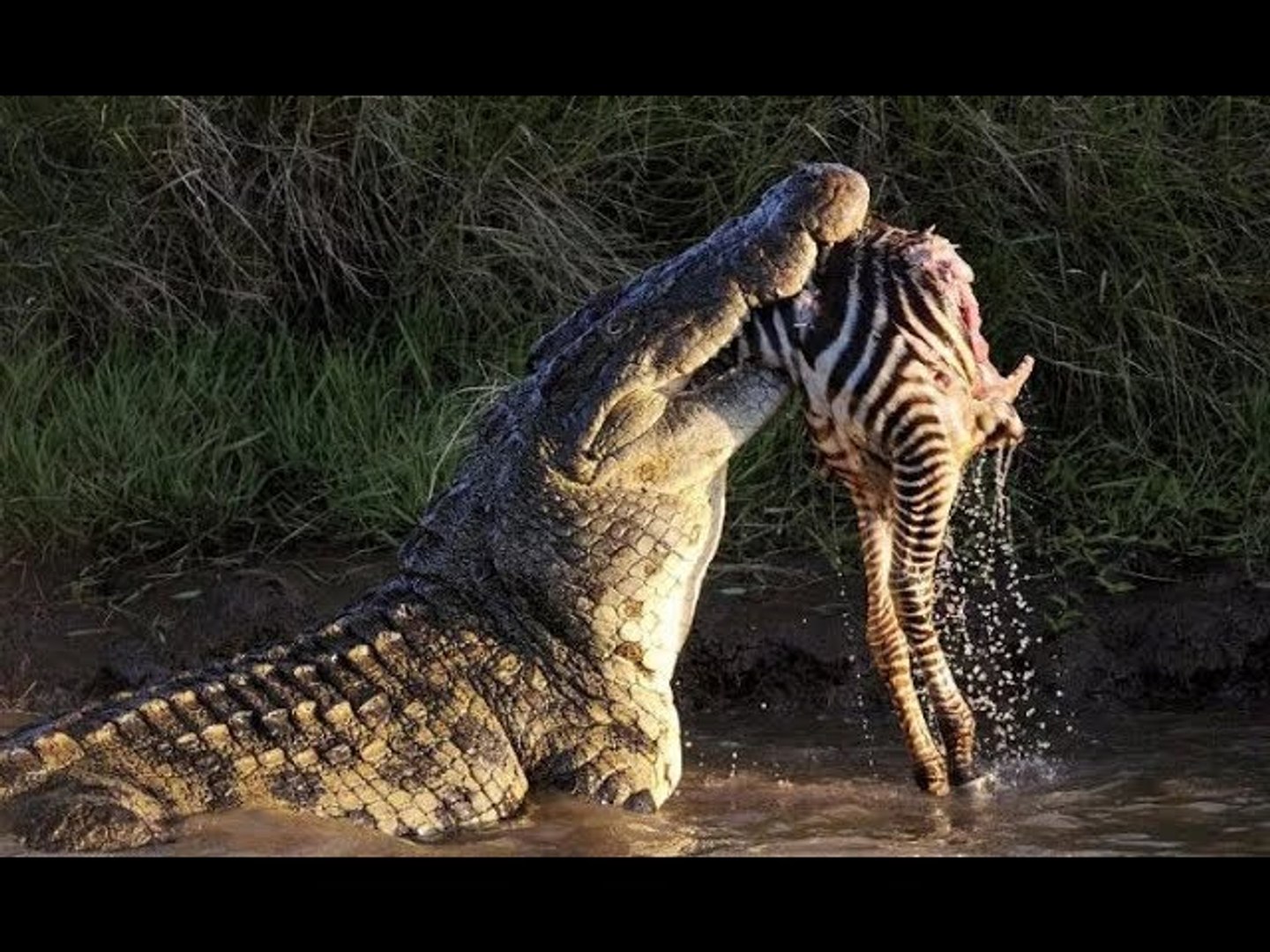 Top 10 Most Extreme Animal Attacks Caught on Camera - video Dailymotion