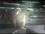Wwe royal rumble 2008 promo jeff hardy vs randy orton