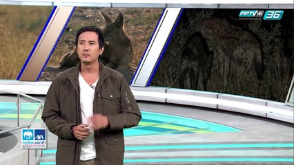 Mega Hunters Predator Battles | โลกสารคดี (2/3)