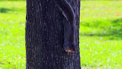 Squirrels Spy On Birds' Conversations To Determine Threat From Predators