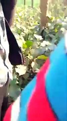 jangal me mangal. ¦  जंगल मे मंगल हो गया