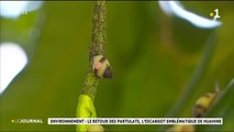 2 000 escargots dans la nature à Huahine
