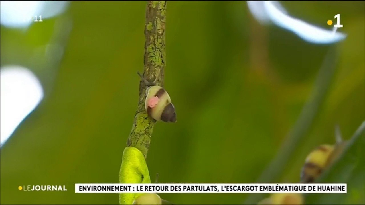 2 000 escargots dans la nature à Huahine