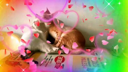 Cinta sejati || pacaran jaman nownow|kucing oren|| bercumbu rayu