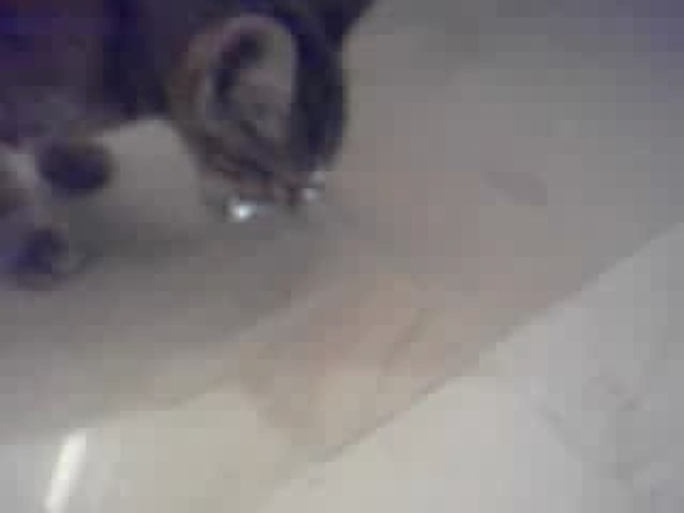 Safir is a lost kitty