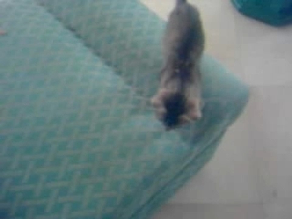 Safir is a lost kitty