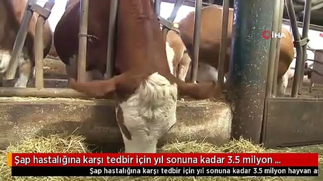 Şap hastalığına karşı tedbir için yıl sonuna kadar 3.5 milyon hayvan aşılanacak