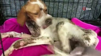 Hasta köpek için 450 kilometre yol yapan SOHAYKO: Vatandaşlar istediği saatte bizi arayabilirler