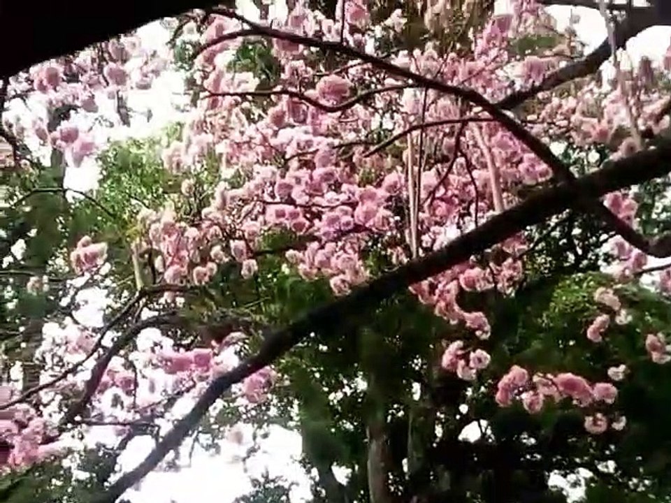 Royal Garden
