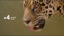 Muriel Robin et Chanee sur la terre des jaguars - Bande annonce