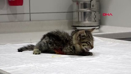 Kocaeli yaralı yavru kediyi ölümden kurtardı