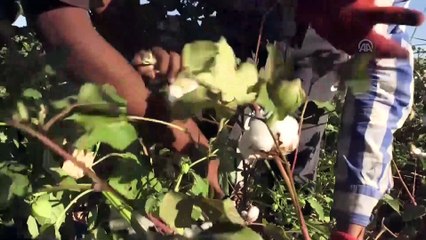 'Beyaz altın'da hasat zamanı - ŞANLIURFA