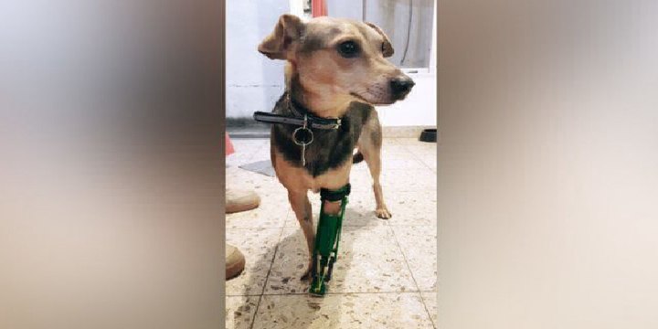 Joven argentino con un corazón de oro fabrica prótesis para mascotas amputadas con una impresora 3D