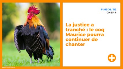 La justice a tranché : le coq Maurice pourra continuer de chanter