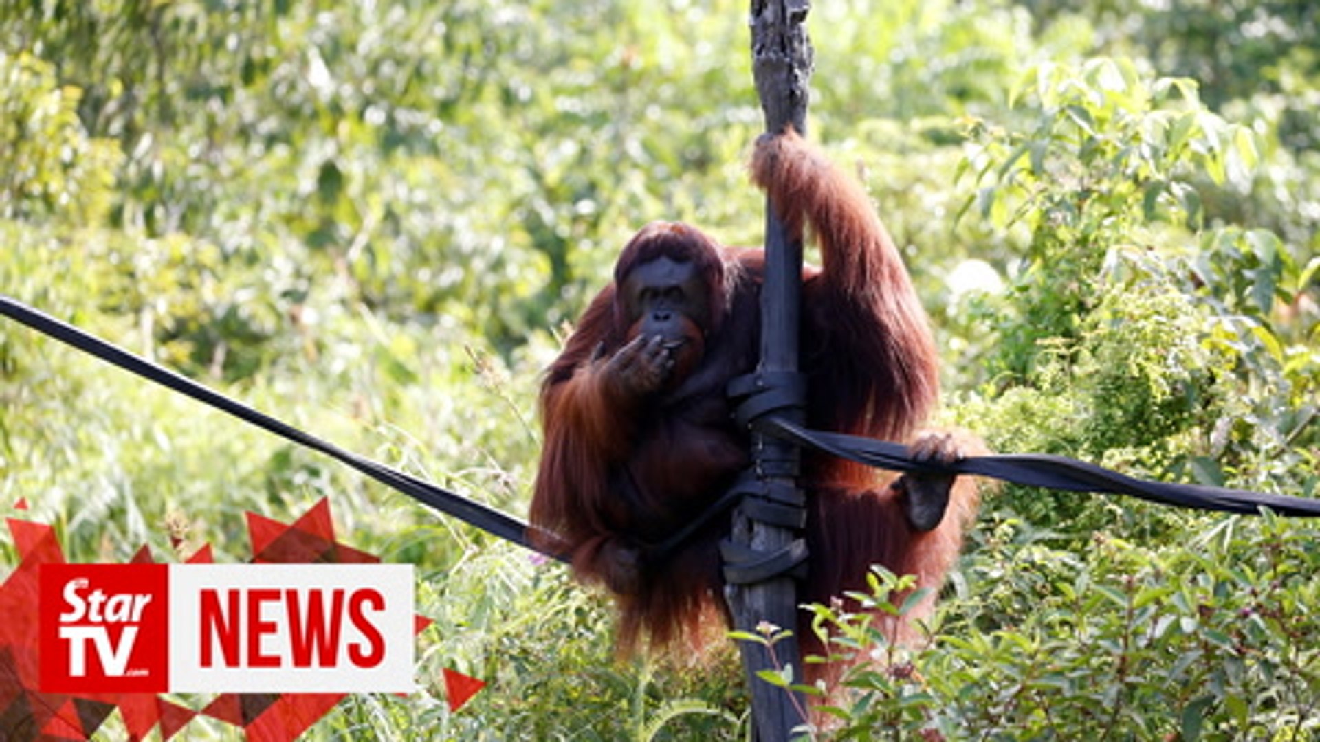 ⁣Endangered orangutans at risk as Indonesia moves capital