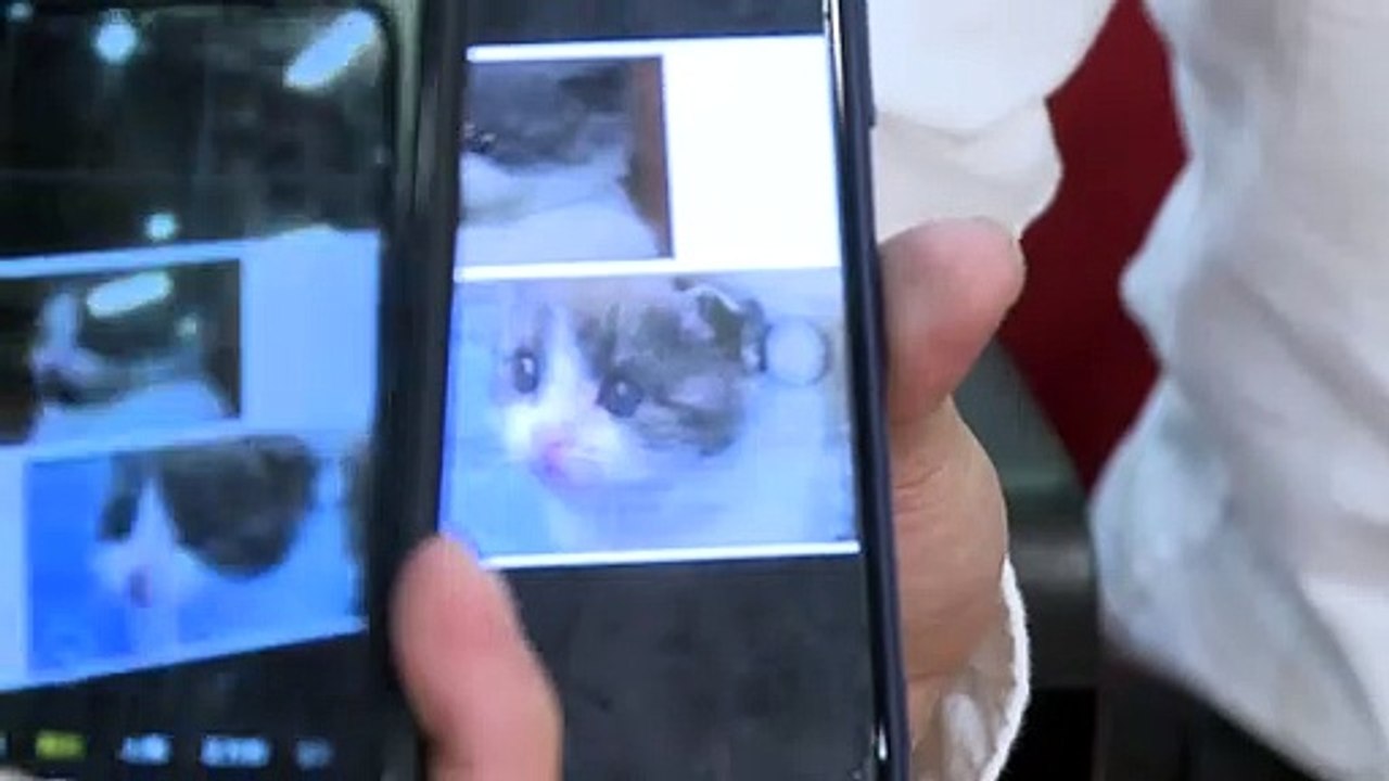 Doppelter 'Garlic': Katzen-Klon in China geglückt