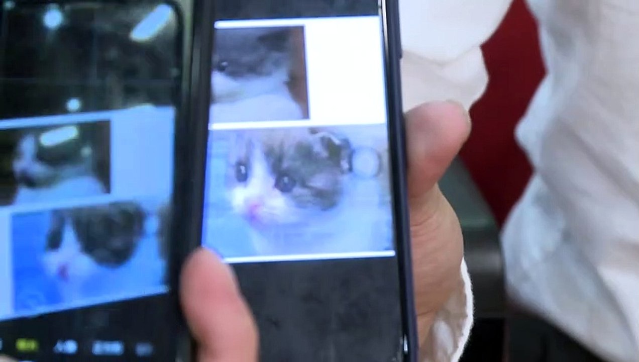 Doppelter 'Garlic': Katzen-Klon in China geglückt