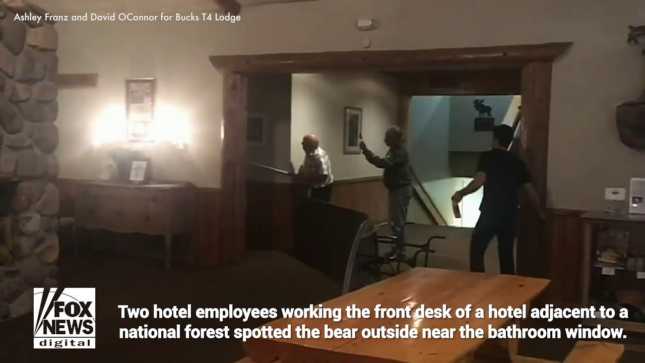 Un ours noir retrouvé en train de faire la sieste dans les toilettes des femmes