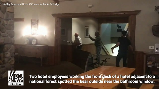 Un ours noir retrouvé en train de faire la sieste dans les toilettes des femmes